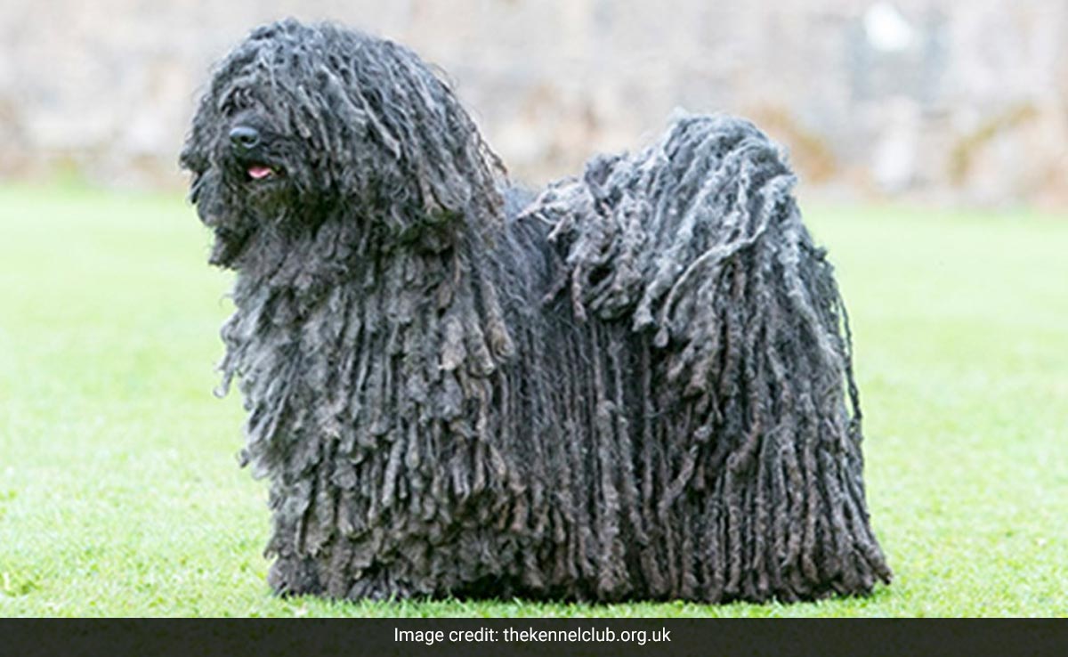 Puli Dog Jumping Puli Dog Jumping