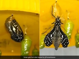 कैसे एक प्यूपा से बन जाती है तितली? IFS अधिकारी ने शेयर किया अद्भुत Video, मंत्रमुग्ध हुए लोग कैसे एक प्यूपा से बन जाती है तितली? IFS अधिकारी ने शेयर किया अद्भुत Video, मंत्रमुग्ध हुए लोग