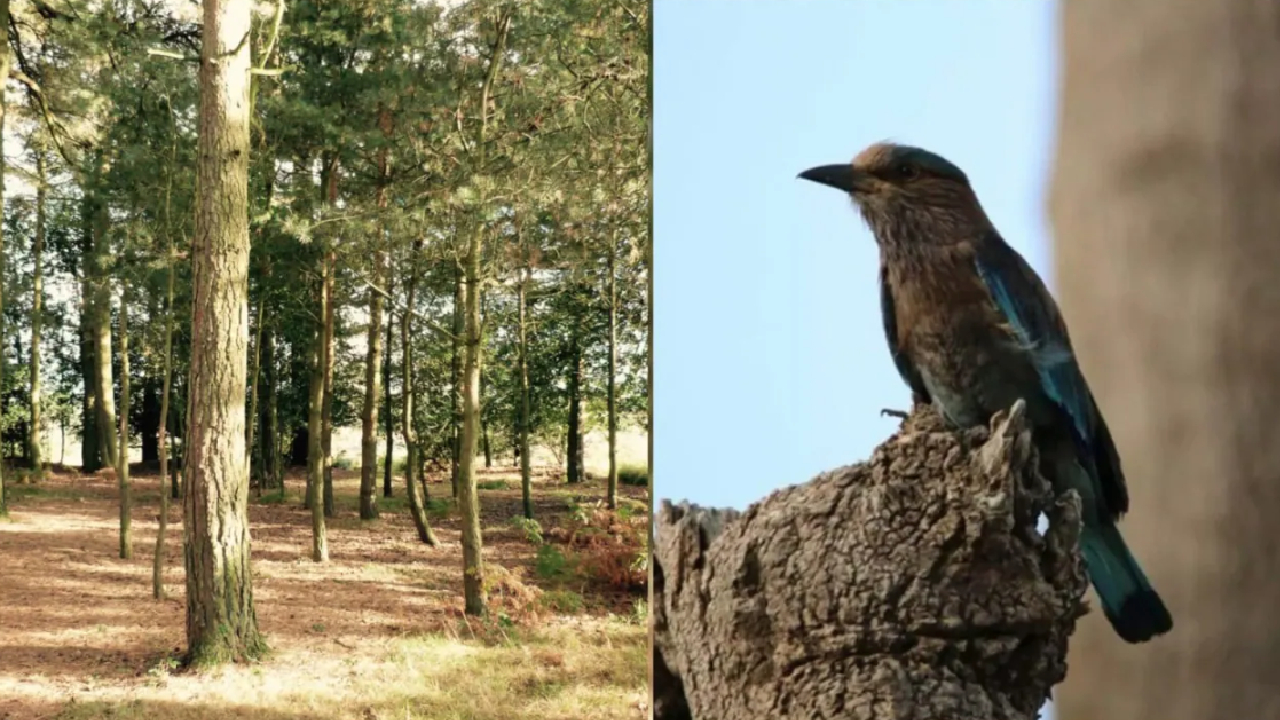 जयपुर में बड़ा आंदोलन, विकास के नाम पर पेड़ों की कटाई !