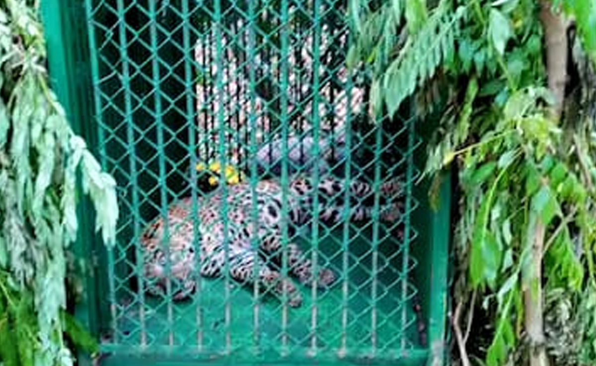 Another Leopard Captured Near Tirumala Temple,  Second In 3 Days