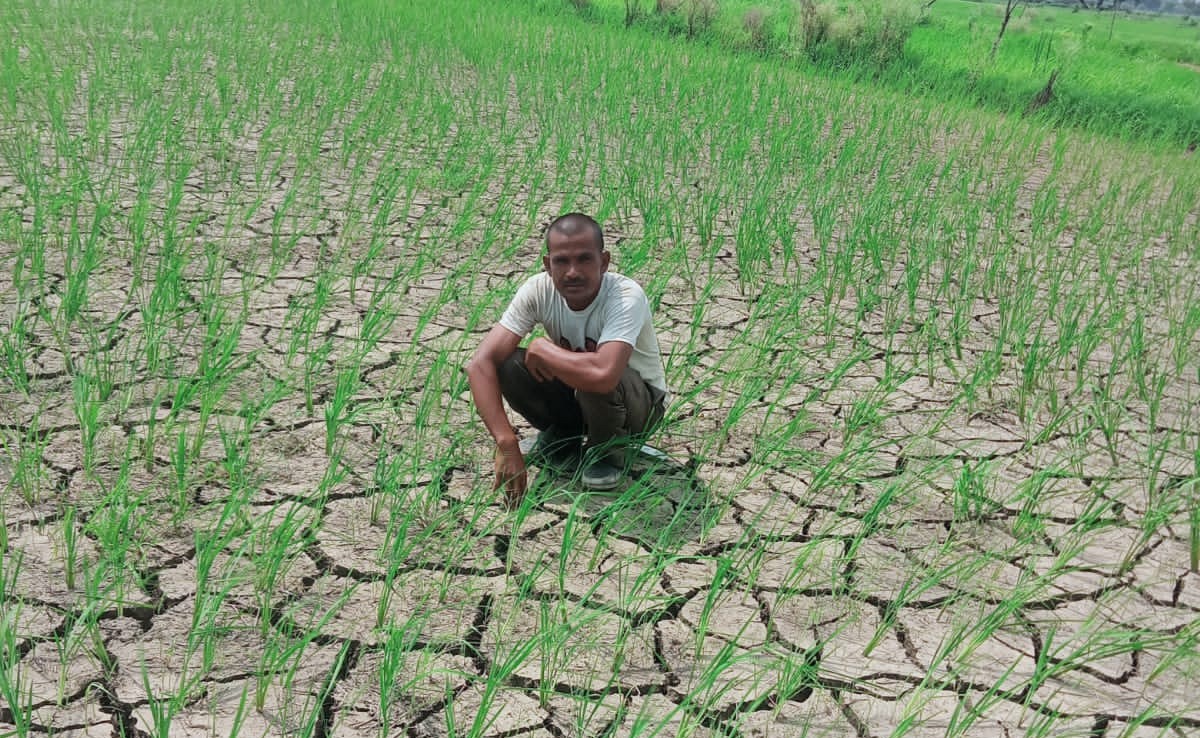 परेशान अन्नदाता : बादलों की बेरुखी से किसान हताश, बारिश नहीं होने से सूखे की कगार पर सतना