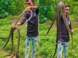 नंगे हाथों से तीन-तीन किंग कोबरा को एकसाथ पकड़कर शख्स ने किया ऐसा कारनामा, खड़े हो जाएंगे रोंगटे नंगे हाथों से तीन-तीन किंग कोबरा को एकसाथ पकड़कर शख्स ने किया ऐसा कारनामा, खड़े हो जाएंगे रोंगटे