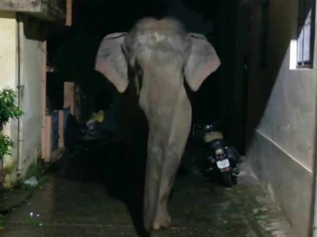 Watch: Elephant Strays Into Residential Area In Rishikesh