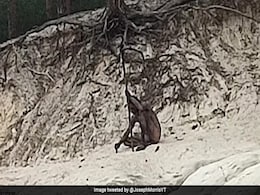 पहाड़ों पर घूमता नजर आया Wolf Man, वायरल हुई तस्वीरों को देख चौंक उठे लोग पहाड़ों पर घूमता नजर आया Wolf Man, वायरल हुई तस्वीरों को देख चौंक उठे लोग