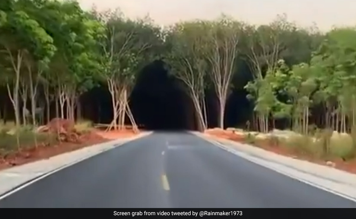 क्या यह एक अंधेरी सुरंग है या फिर घना जंगल? Video देख पैरों तले खिसक जाएगी ज़मीन