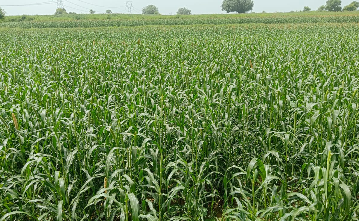 धौलपुर में बारिश से किसानों के चेहरे खिले, खरीफ की फसल में आई जान