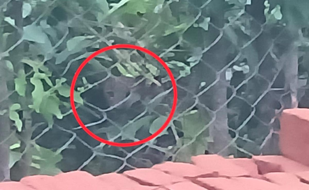 गरियाबंद : भूखे तेंदुओं से सहमा रिहायशी इलाका, वन विभाग ने कहा- 20-22 हो सकती है संख्या