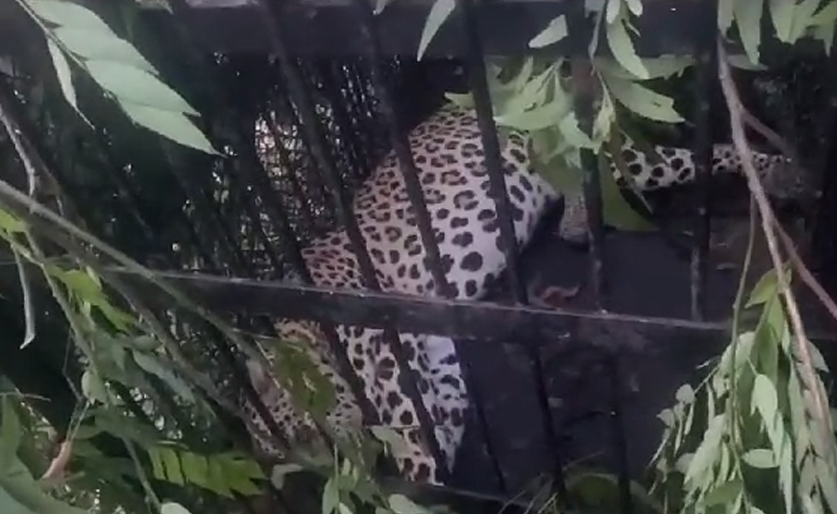Another Leopard Captured In Andhra's Tirumala Ghat, 4th In A Month