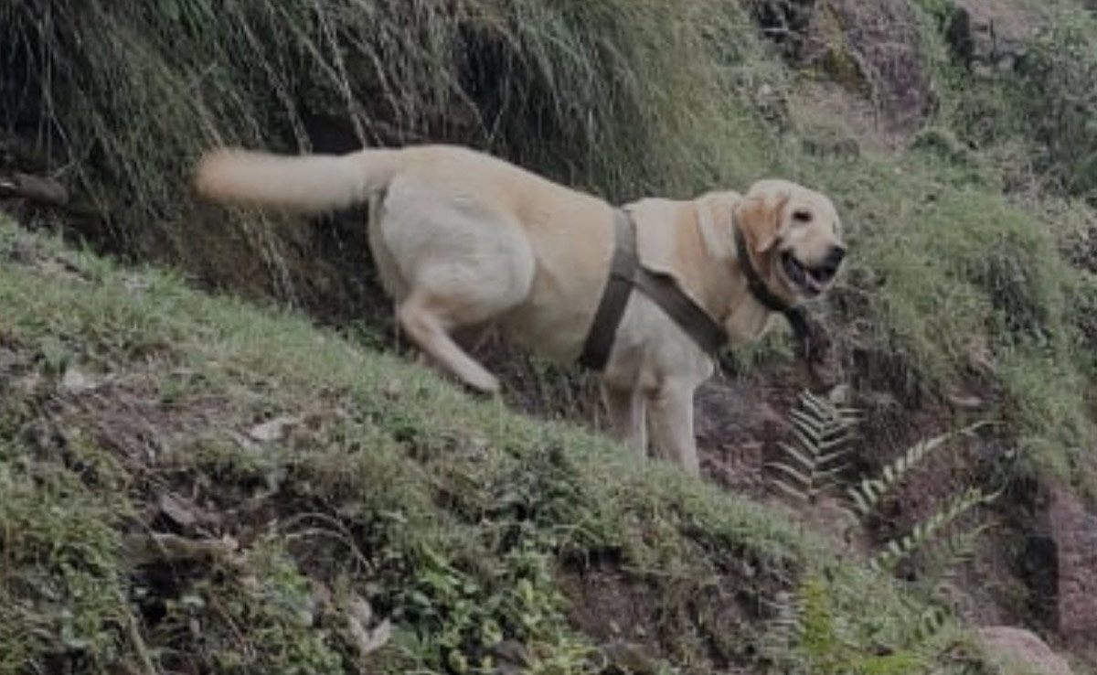 Chasing Terrorists, Army Dog Dies Trying To Save Handler