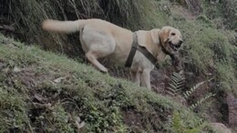 Army Dog 'Kent' Who Died In Rajouri Encounter Participated In 9 Operations