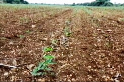 Farmers In Distress As Parts Of Maharashtra Seeing Drought-Like Conditions Farmers In Distress As Parts Of Maharashtra Seeing Drought-Like Conditions