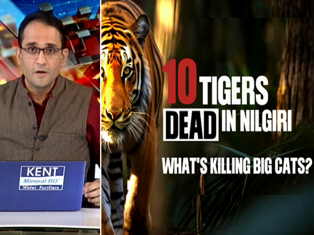 10 Tigers Found Dead In Nilgiri In 40 Days