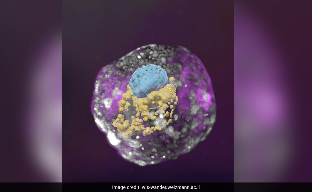 Scientists Create 'Human Embryo Model' Without Sperm Or Egg