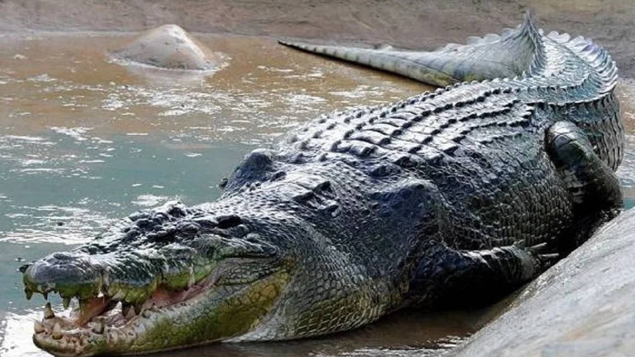 Vidisha में मिला मगरमच्छ, लोगों ने Rescue करके वन विभाग को सौंपा |