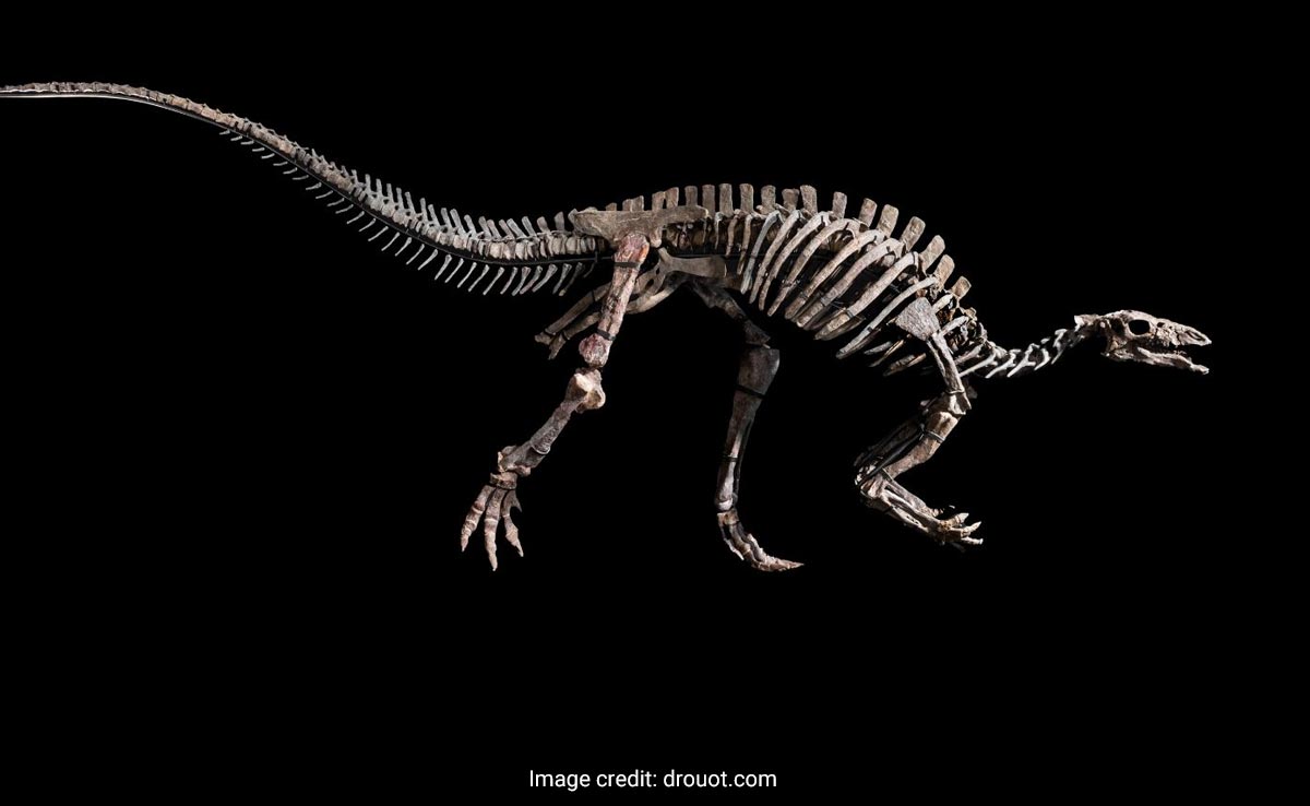 150-Million-Year-Old Dinosaur Skeleton Expected To Fetch $1.2 Million At Paris Auction