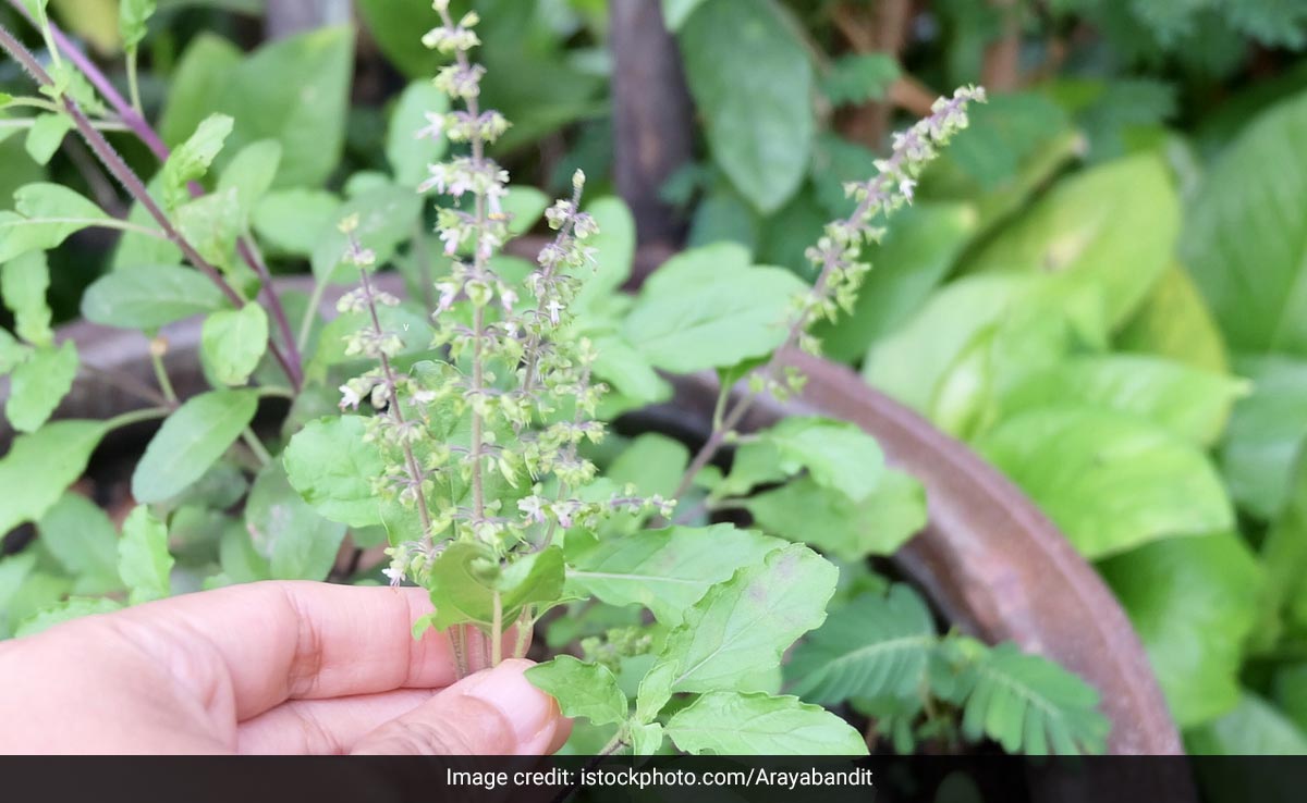 बालों पर इस तरह कर लिया तुलसी का इस्तेमाल, तो डैंड्रफ से लेकर हेयर फॉल तक की दिक्कत हो जाएगी दूर