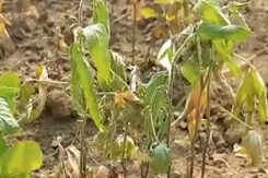 Madhya Pradesh के Khandwa में बारिश न होने से Soyabean की फसल सूखी Madhya Pradesh के Khandwa में बारिश न होने से Soyabean की फसल सूखी