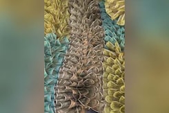 गणेश चतुर्थी के लिए बेंगलुरु के मंदिर को 65 लाख रुपये के करेंसी नोटों से सजाया गया गणेश चतुर्थी के लिए बेंगलुरु के मंदिर को 65 लाख रुपये के करेंसी नोटों से सजाया गया