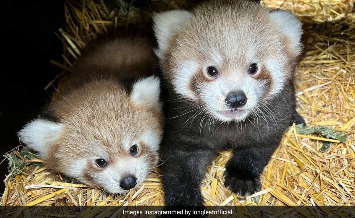 Rare Twin Red Panda Cubs Born In UK's Safari Park. See Pics