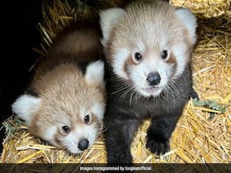 Rare Twin Red Panda Cubs Born In UK's Safari Park. See Pics Rare Twin Red Panda Cubs Born In UK's Safari Park. See Pics