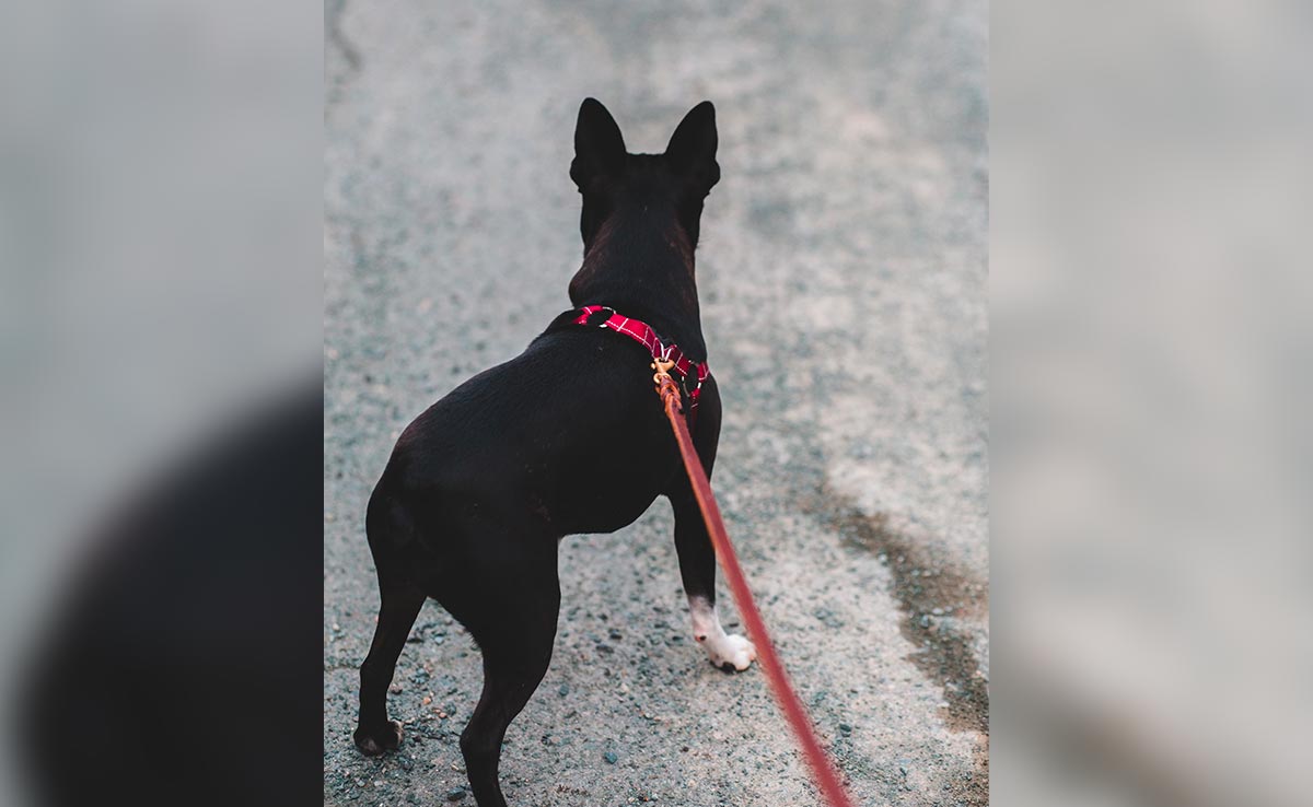 Dog On Leash Strangled In Hong Kong After Running Out Of Elevator As Door Closed
