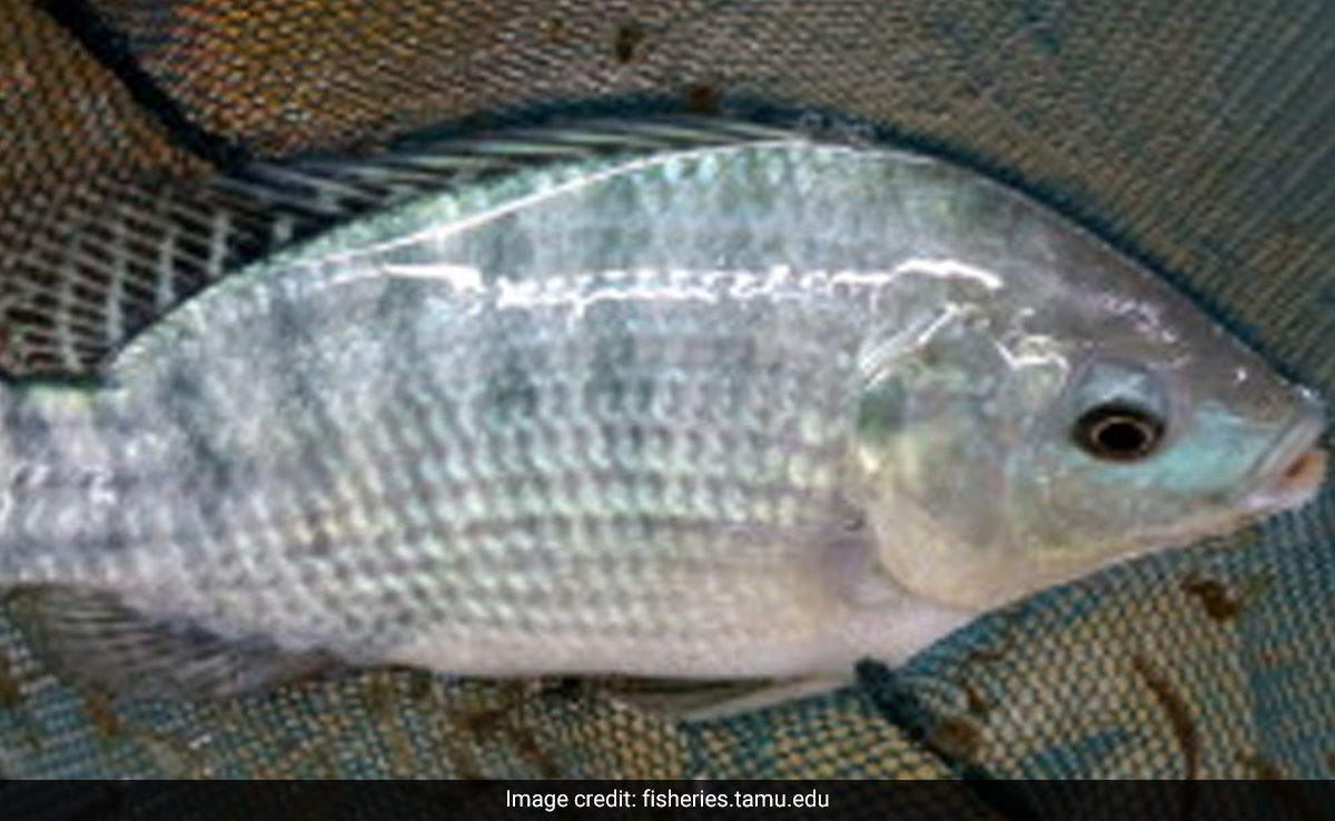 Tilapia Warning: US Woman Loses All Four Limbs After Eating Contaminated Fish