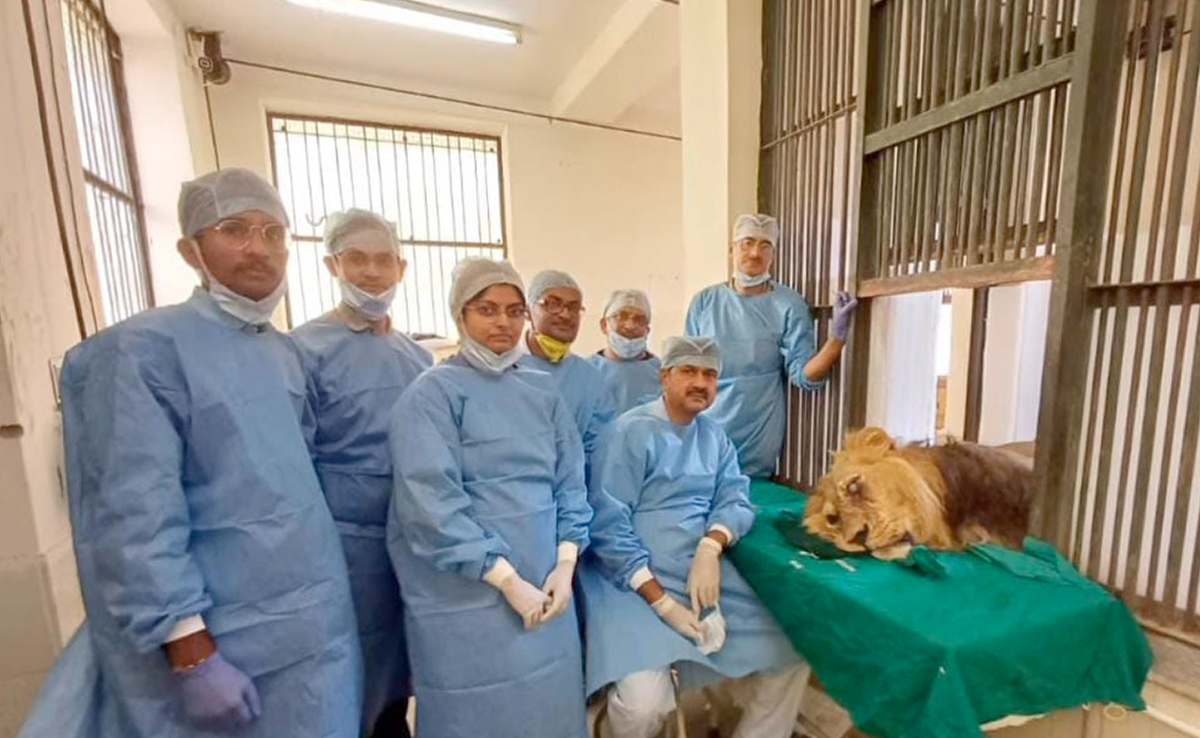 2 घण्टे तक चली बब्बर शेर रियाज की सर्जरी, एक आंख ग्लूकोमा तो दूसरी में था मोतियाबिंद