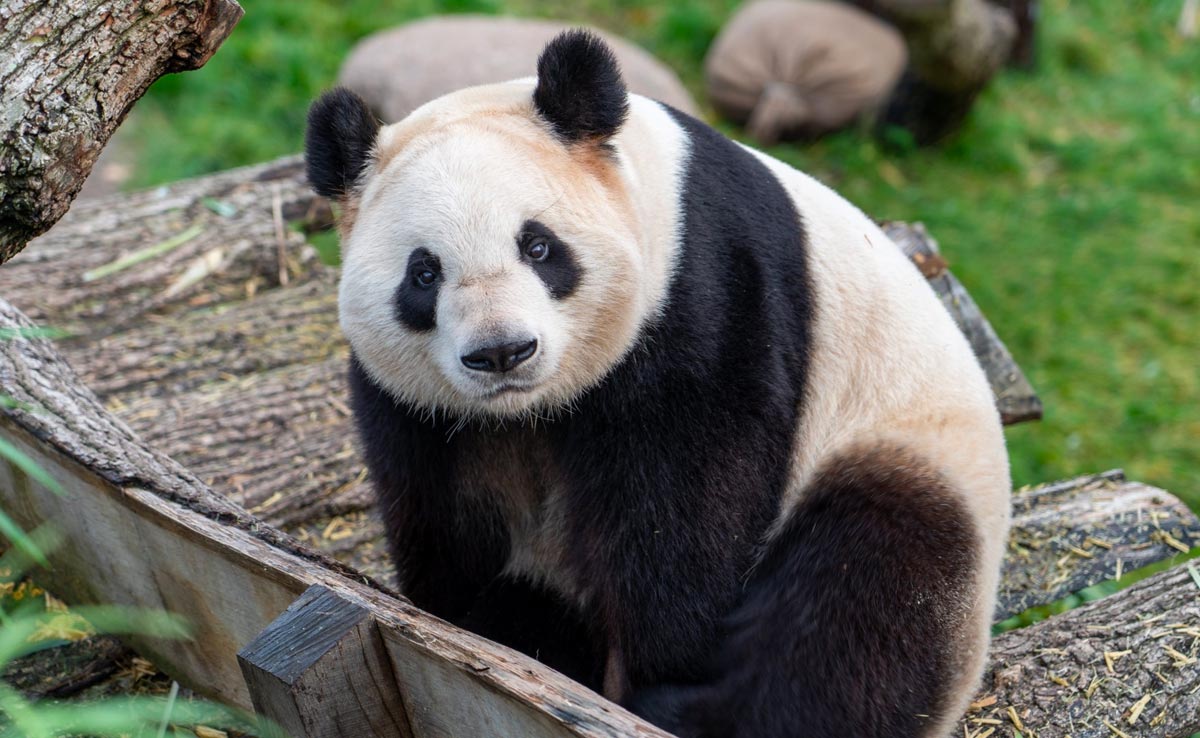Panda Diplomacy Is Back: Beijing Sending 2 Bears To Washington's Zoo