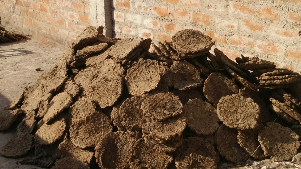 Godhan Nyay Yojana की क्या है जमीनी हकीकत, कितना पैसा कमा रहें लोग?