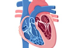 दिल मे छेद होने के लक्षण | Hole in Heart Symptoms