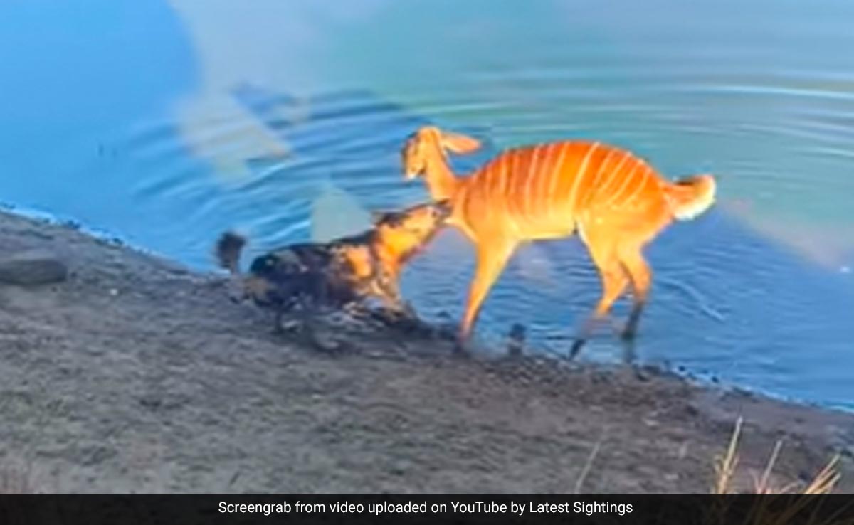 Viral Video: Buck Escapes Dog's Jaws By Drowning It