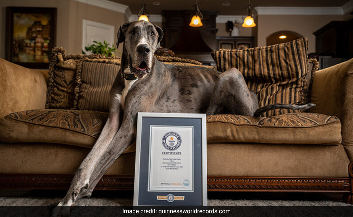 World's Tallest Dog, Zeus, Dies At 3