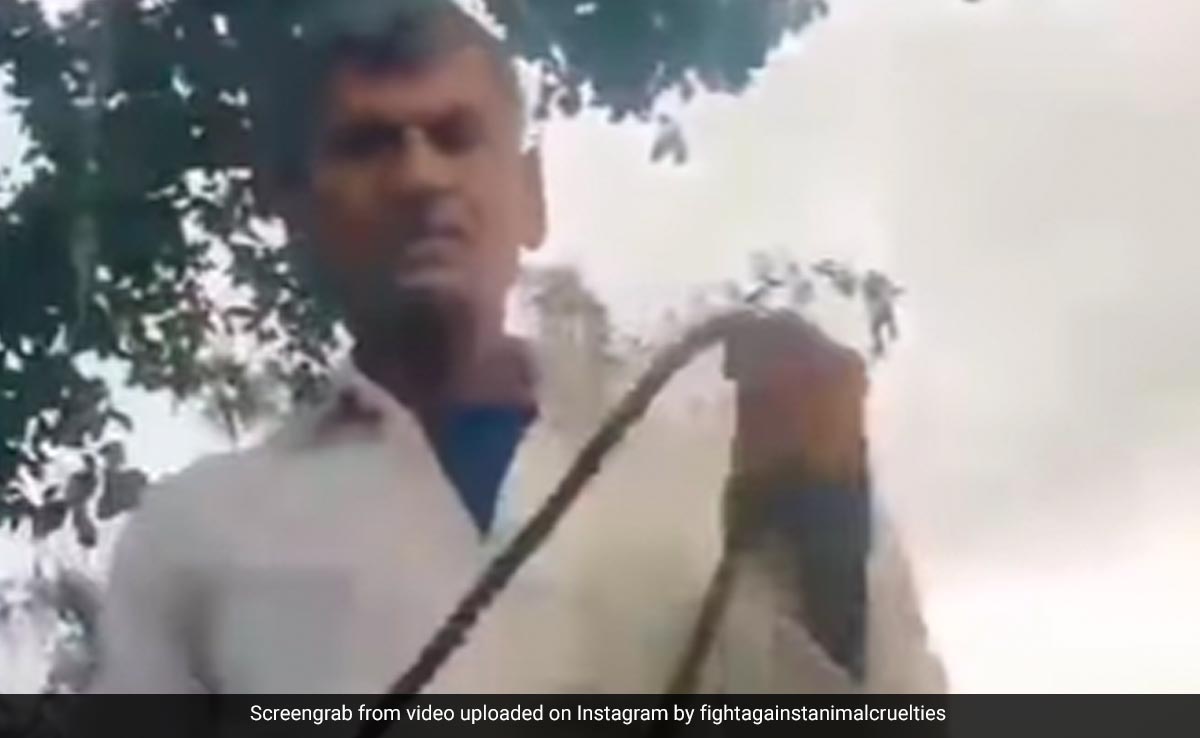 Maharashtra Man Strangles Dog After It Destroys Tractor's Seat