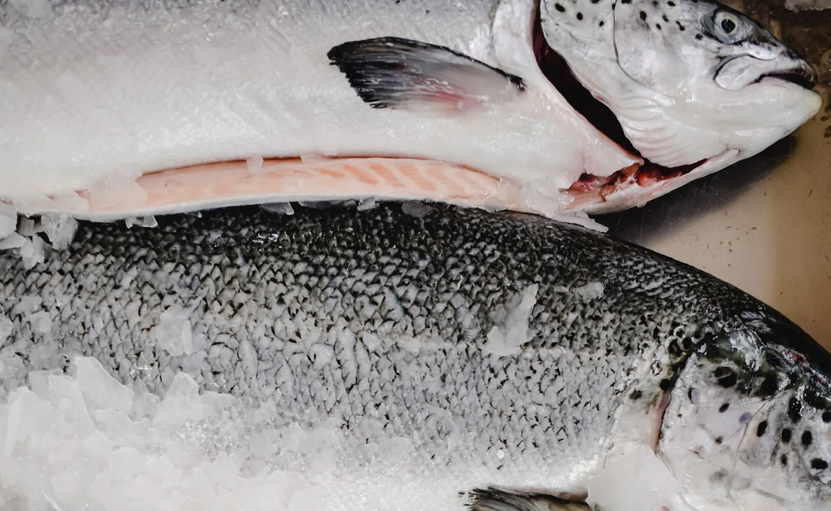 Over 8,000 Fish Found Dead In Ranchi Dam, Probe Ordered