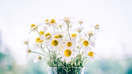 How These 7 Edible Flowers Can Turn Your Meals Into Masterpieces