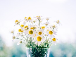 How These 7 Edible Flowers Can Turn Your Meals Into Masterpieces