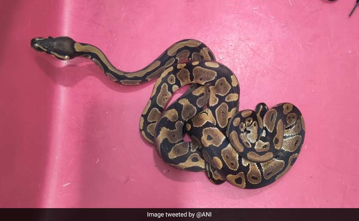 72 Exotic Snakes, 6 Capuchin Monkeys Found Stuffed In Bag At Bengaluru Airport