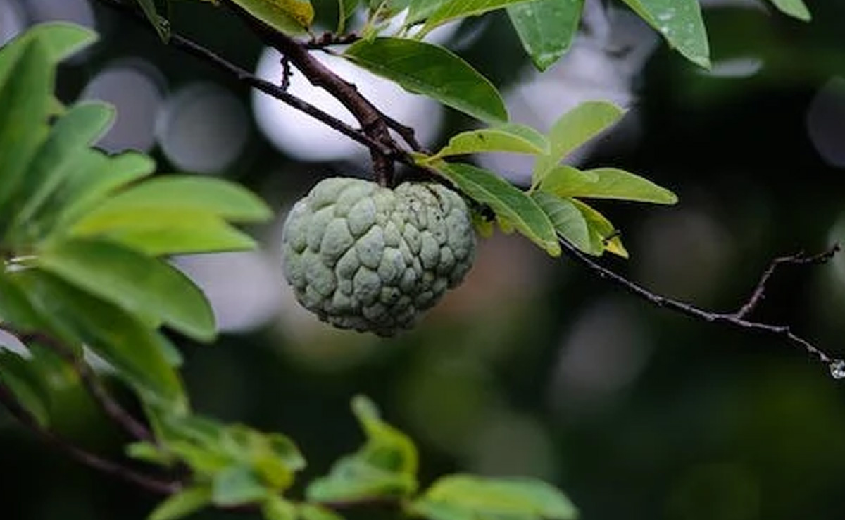 सीताफल ही नहीं बल्कि इसकी पत्तियां भी हैं बड़ी फायदेमंद, जान लीजिए सेहत पर होता है कैसा असर