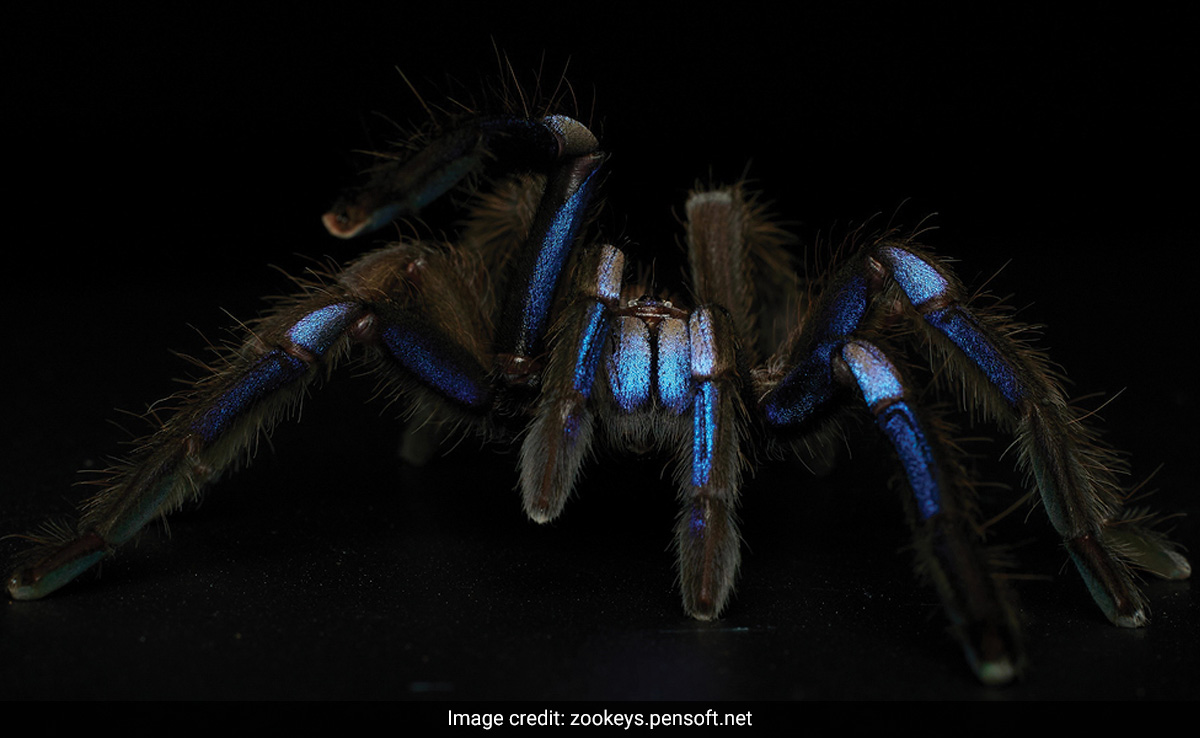 Tarantula Causes Vehicle Crash In California, Motorcyclist Hospitalised