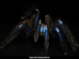 Tarantula Causes Vehicle Crash In California, Motorcyclist Hospitalised Tarantula Causes Vehicle Crash In California, Motorcyclist Hospitalised