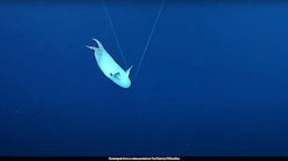 Rare "Dumbo" Octopus Spotted On Deep Sea Livestream In Pacific Ocean