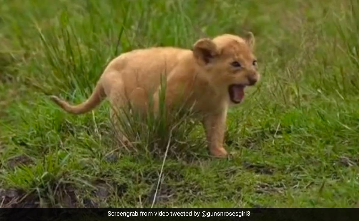 शेर के बच्चे ने हिम्मत जुटाकर पहली बार ऐसे लगाई दहाड़, Video देख मंत्रमुग्ध हुए लोग