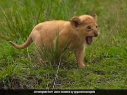 4 Cubs Die In Gujarat's Gir Forest Of Suspected Infection, 17 Lions Isolated