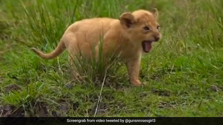 4 Cubs Die In Gujarat's Gir Forest Of Suspected Infection, 17 Lions Isolated