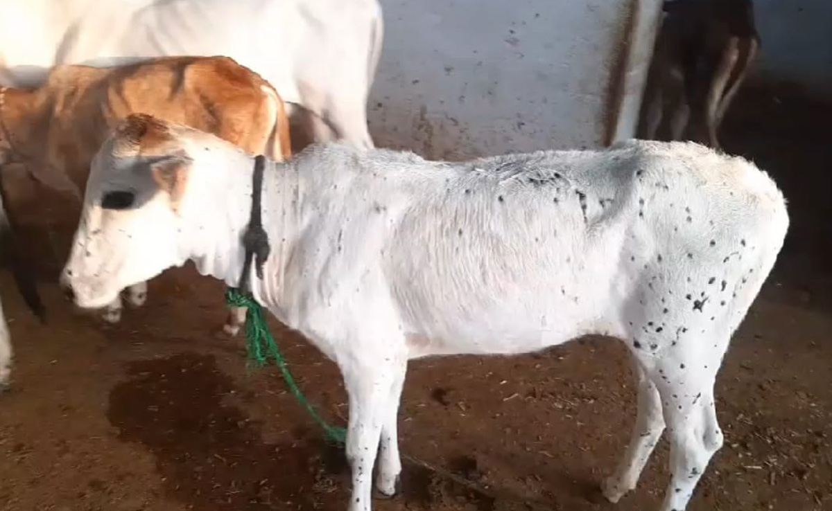 फिर लौटा लंपी वायरस का कहर, झालावाड़ में तेजी से फैल रहा संक्रमण, डॉक्टरों की हड़ताल से बढ़ी परेशानी