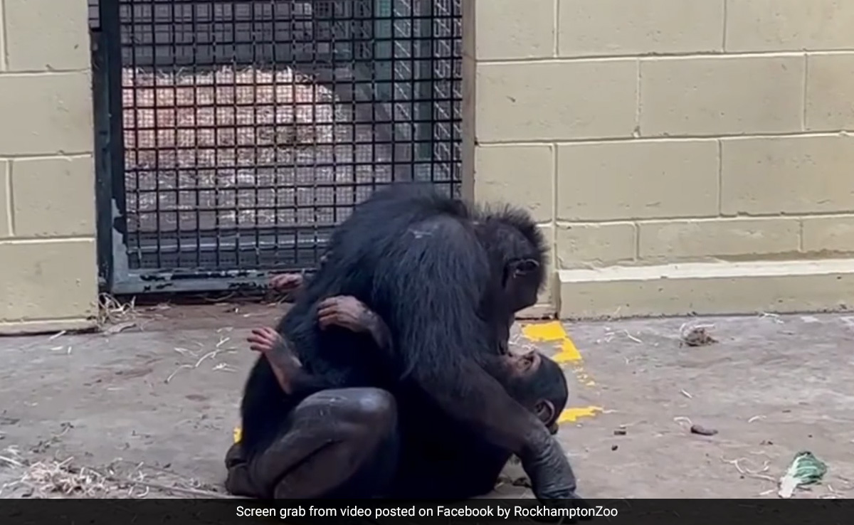 Watch: Baby Chimpanzee Reunites With Mother After Being Bitten By Snake