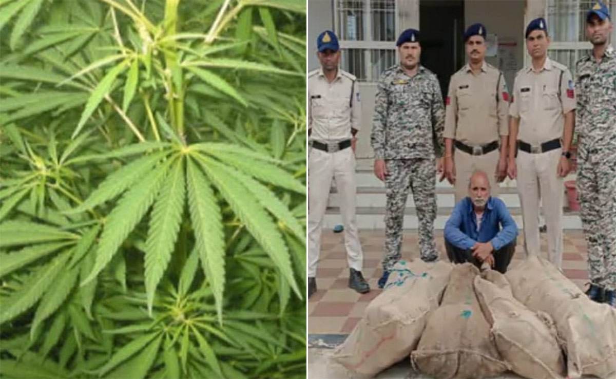 शातिर तरीके से पुलिस को दिया चकमा, फूलों के साथ बगीचे में उगाए गांजे के पौधे&nbsp;