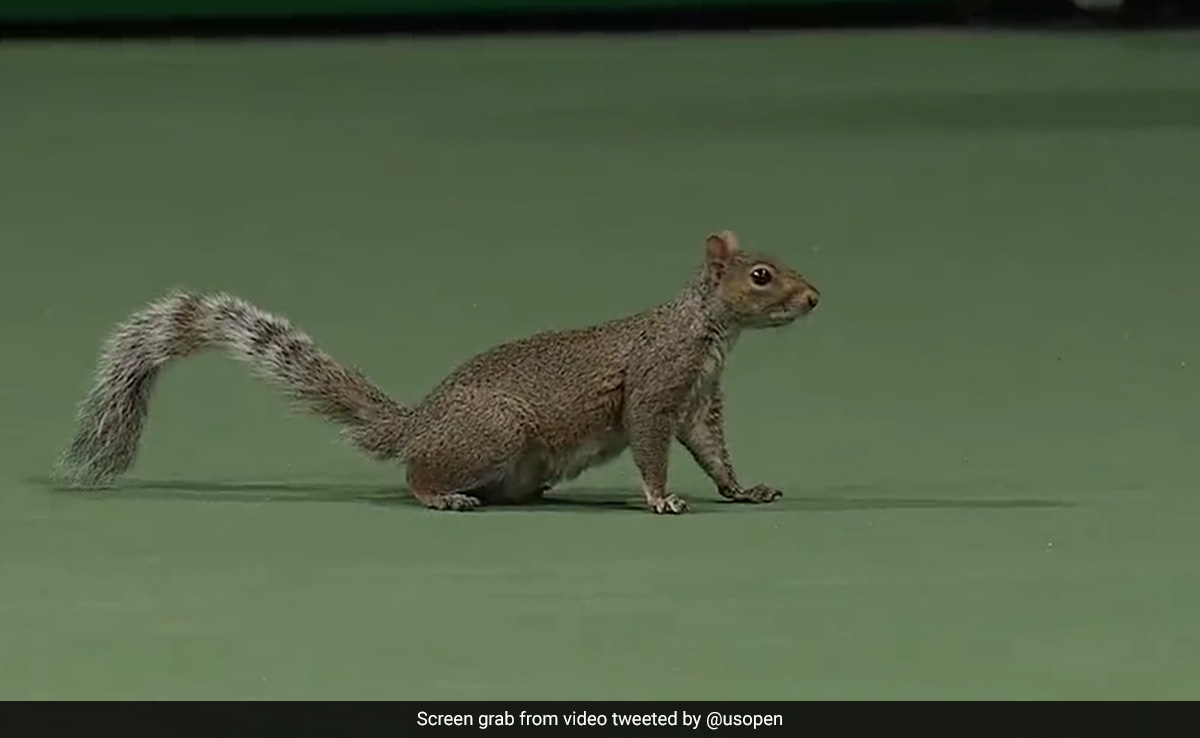Hilarious Moment A Squirrel Interrupts US Open Women's Double Match
