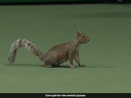 Hilarious Moment A Squirrel Interrupts US Open Women's Double Match Hilarious Moment A Squirrel Interrupts US Open Women's Double Match