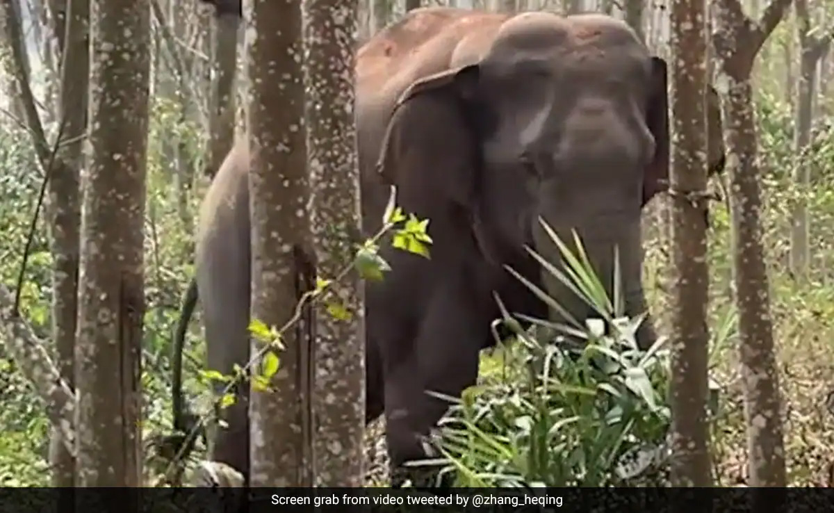 Zoo Keeper Dies After Elephant "Pushes" Him To Wall In Hyderabad
